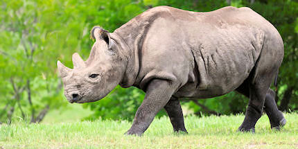 Get a glimpse of the endangered rhino